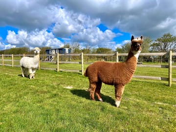 Alpaca field