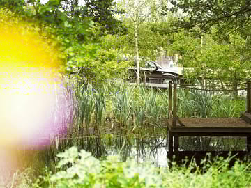 View of the pond