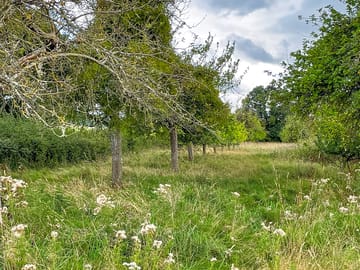 Apple orchard