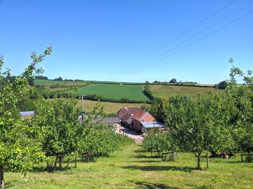 Orchard