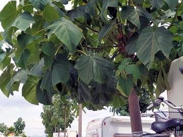 Parcelas con sombra para el verano