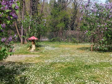 Pitch surrounded by wildflowers