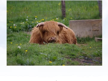 Resident cow