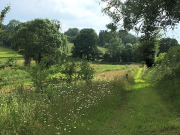 View of the camping field from the copse