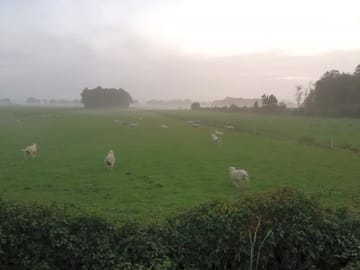 Sheep in the field