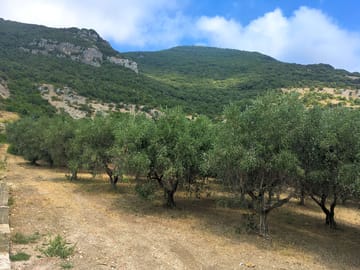 Forested mountains near the site