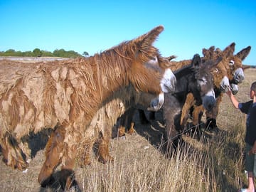 Meet the île de ré donkeys