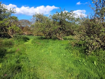 Orchard