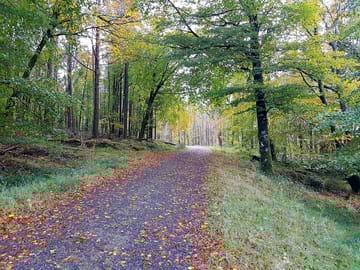 One of the local woodland walks
