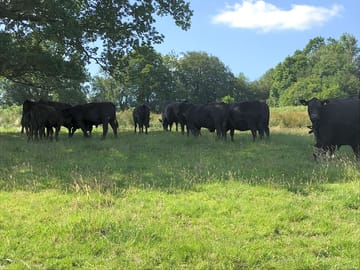 Stone house pedigree herd