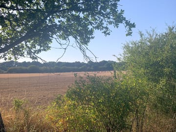 Deer in the neighbouring field