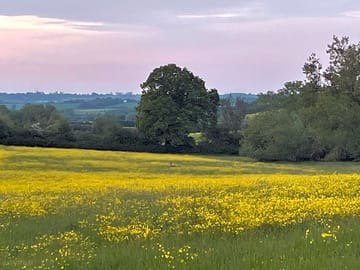 Wildflowers in the meadow