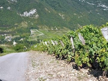 The vineyard