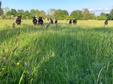 Cows on the working farm