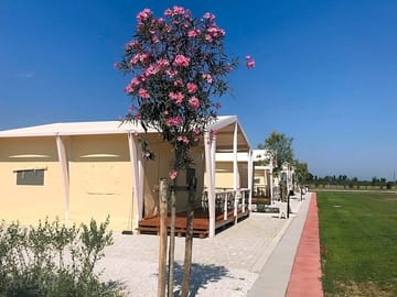 Safari tent