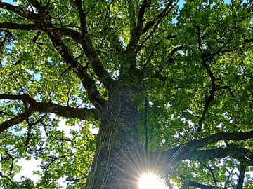 Leafy trees