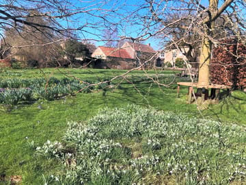 Snowdrops beside pippin