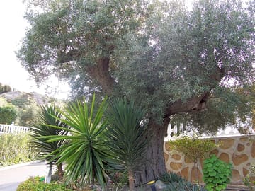 Olive trees and green areas in the park