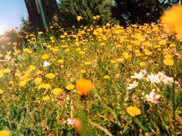 View of the field