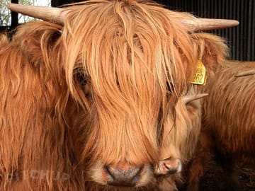 Highland cattle
