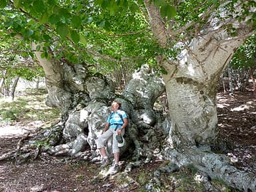 Ancient beech on the j7 path