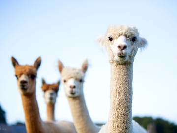 Alpacas