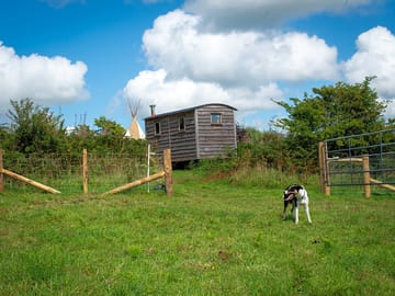 Dog-exercise field