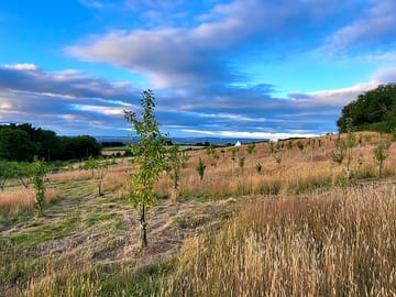 View from the orchard