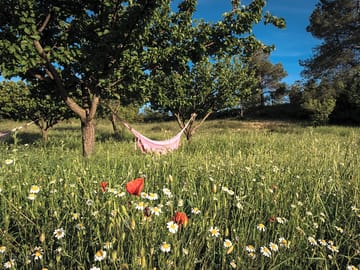 Hammock between fruit trees