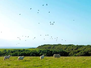 Sheep grazing around the site