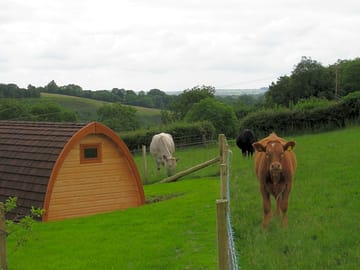 Calf grazing in field by the pods