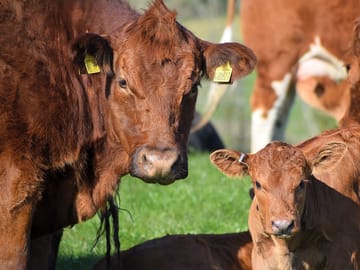 Cows on the site