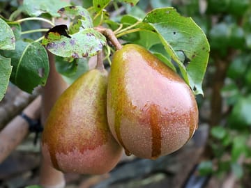 Gorgeous fruits grown on site