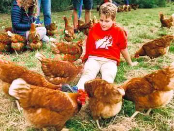 Meet the hens
