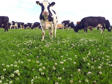 Cows in their field