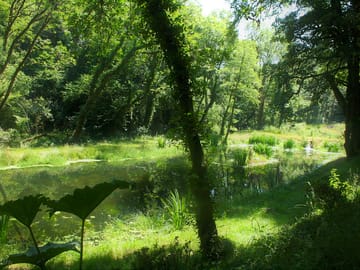 View of one of the wildlife ponds on the woodland walk