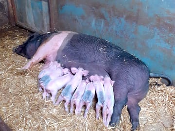 Lacey the sow with her piglets