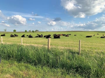 Cows in the surrounding fields