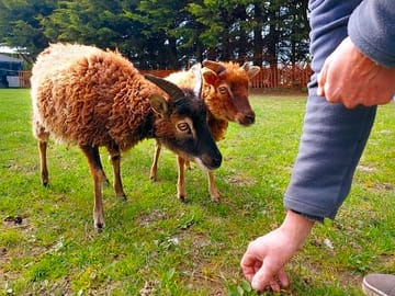 Meet lilly and primrose, the rare-breed sheep