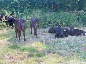 Aberdeen angus calves grazing next to the site