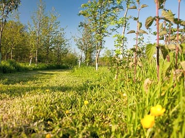 The wood
