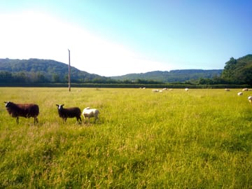 Spacious field