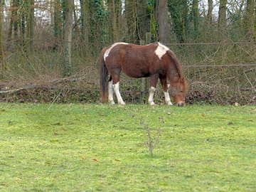 Horse riding nearby