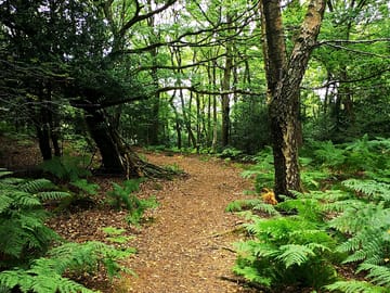 New forest trails are 15 minutes away by car