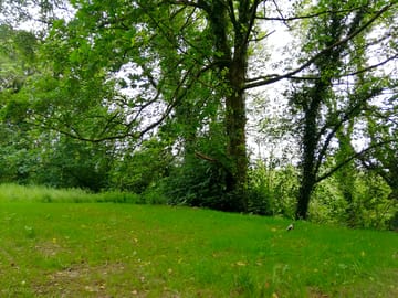 Lots of greenery