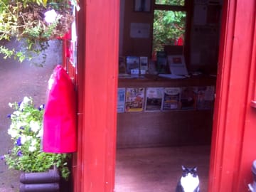Our site cat.