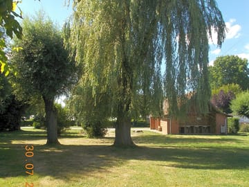 Weeping willow