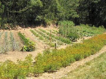 Vegetable garden