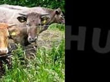 Cows grazing on the meadows