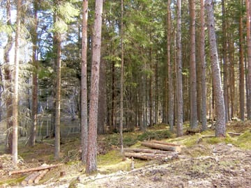 Woods around the cabin
